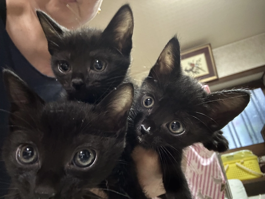 先日の遺棄された親子猫たちの様子🐈‍⬛