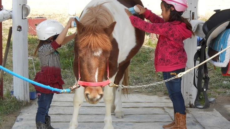 三重県にある「子ども専門」の乗馬クラブに、新馬を購入したい！