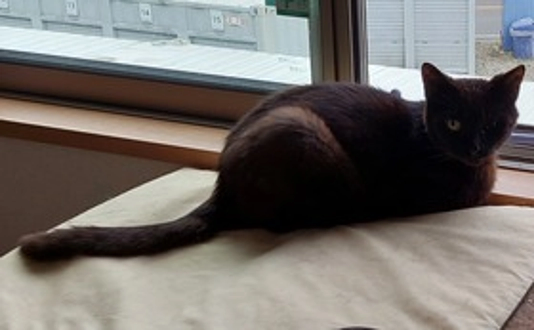 保護猫支援　応援者様　3000円