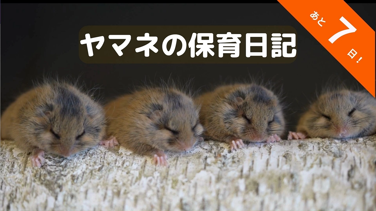 🐾新着動画のお知らせ｜お母さん代わりのヤマネ子育て🍃