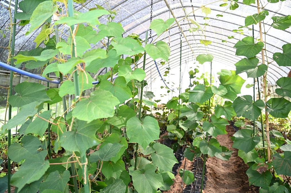 ガラミが大きく育っています！