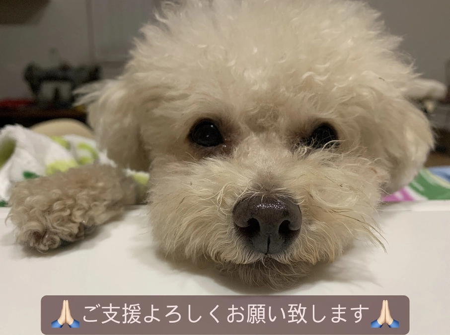 手術日が、12/11に決まりました