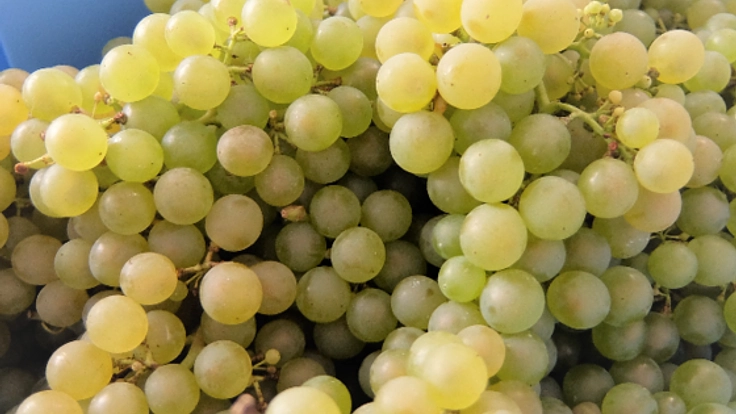 ワインぶどうの栽培・ワイン醸造体験のPR動画を制作したい。