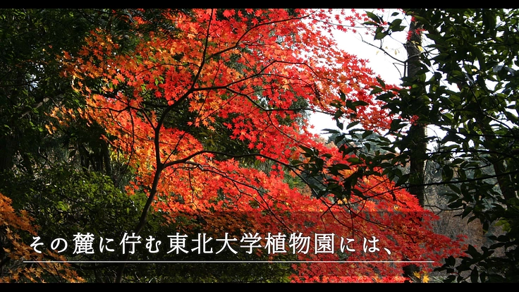 100年間受け継がれてきた植物標本を次世代へ｜東北大学植物標本庫 3枚目