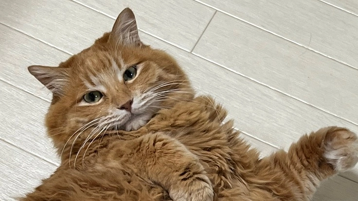 鼻腔内腫瘍(リンパ腫)の猫を助けてください！