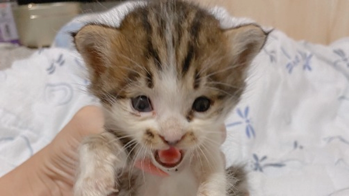 残りわずか…！