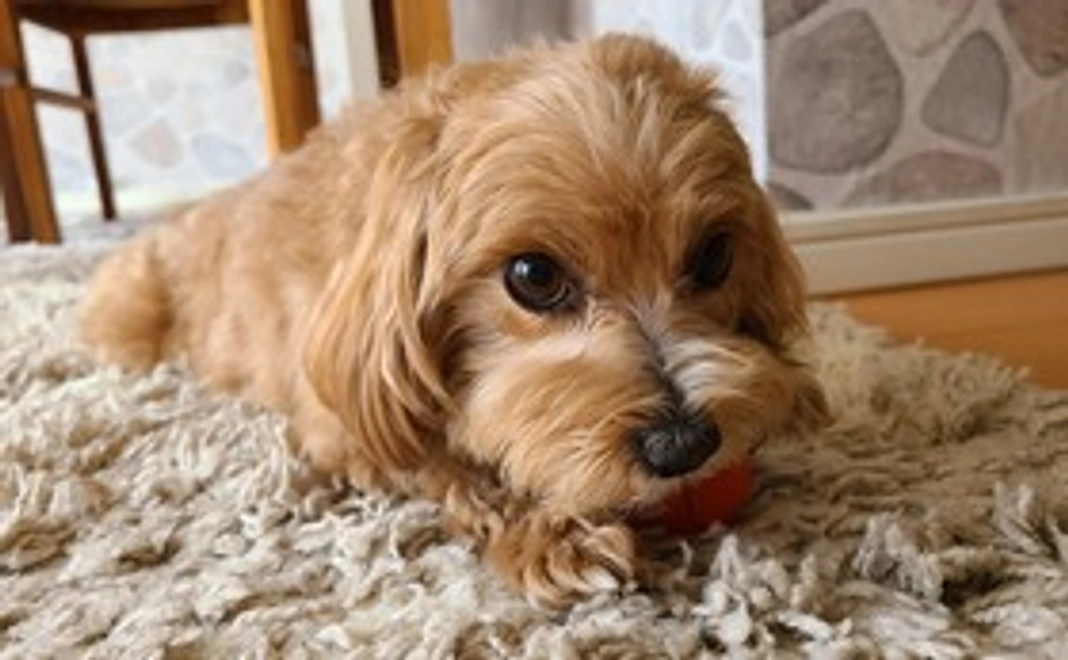 ご支援に感謝致します