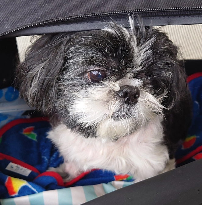 手術まで9日。術前検診結果です。