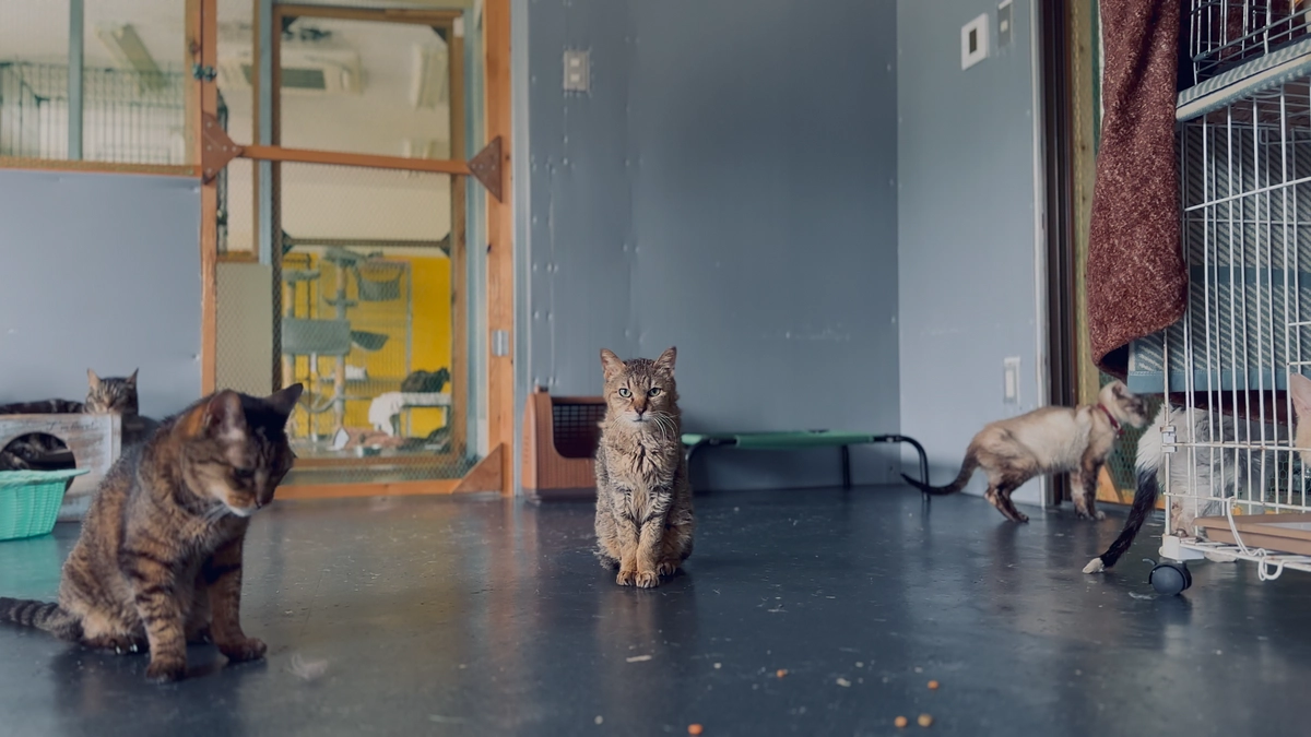 ついに最終日／ジョー君病院へ