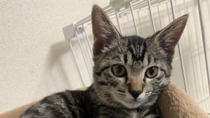 FIP(猫伝染性腹膜炎)の治療費のご支援ご協力のお願い。