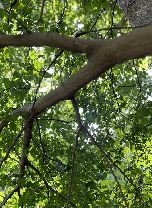 リターンでホースセラピーをお選びいただいた方へのご案内をEメールでお送りしました。