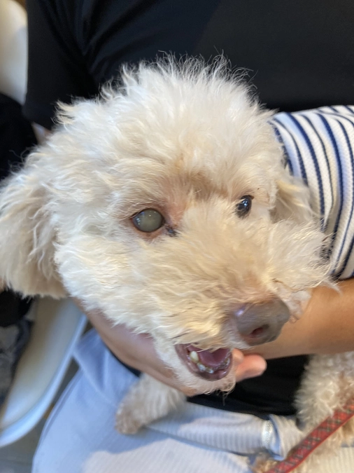 バンビちゃん病院です