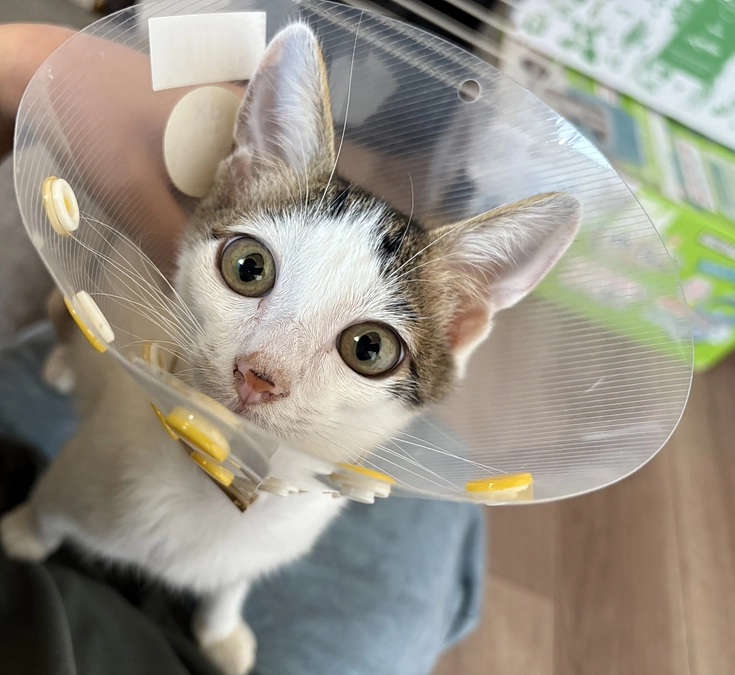 術後のごまさん♪