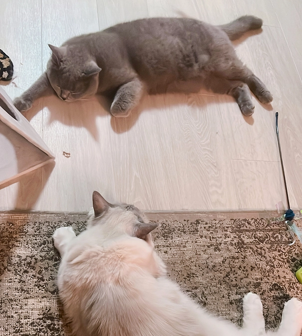 今日のドムくん