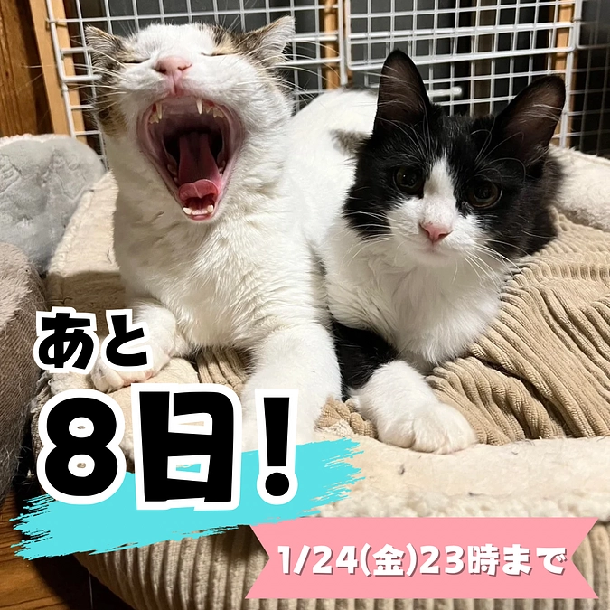 【残り200万円でSTEP1達成！】累計30頭以上の不妊手術をした繁殖し続ける現場。蛇口を締める！！