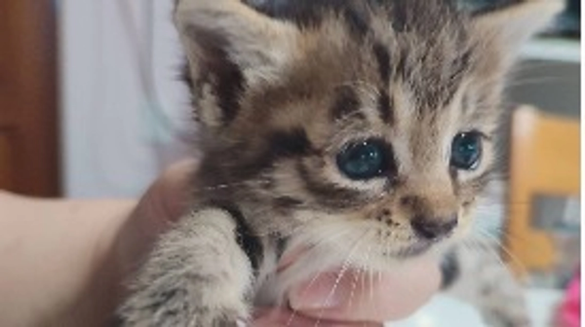 にゃんこの保護も頑張ってます！