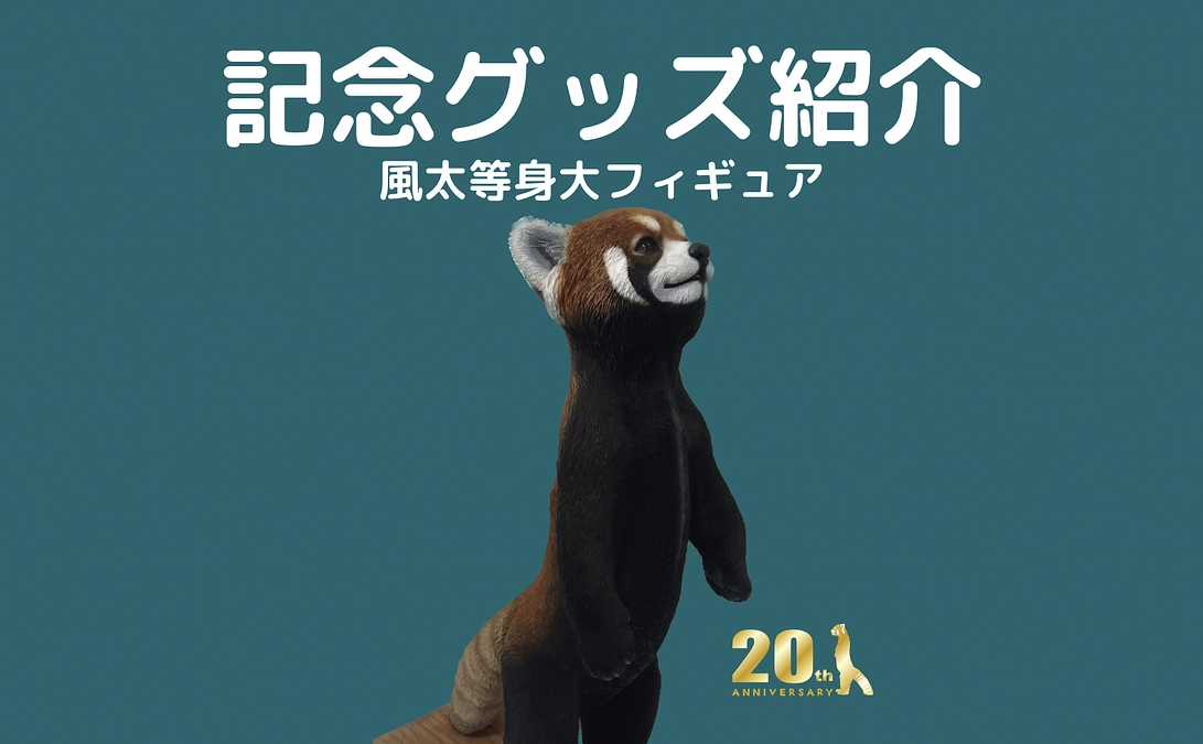 記念グッズのご紹介③【風太等身大フィギュア】