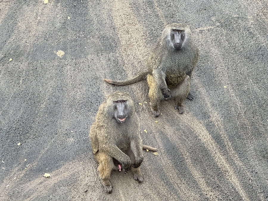 【クラファン活動報告㊷】ギフト紹介　アヌビスヒヒ・ヤクシマザルおやつ編