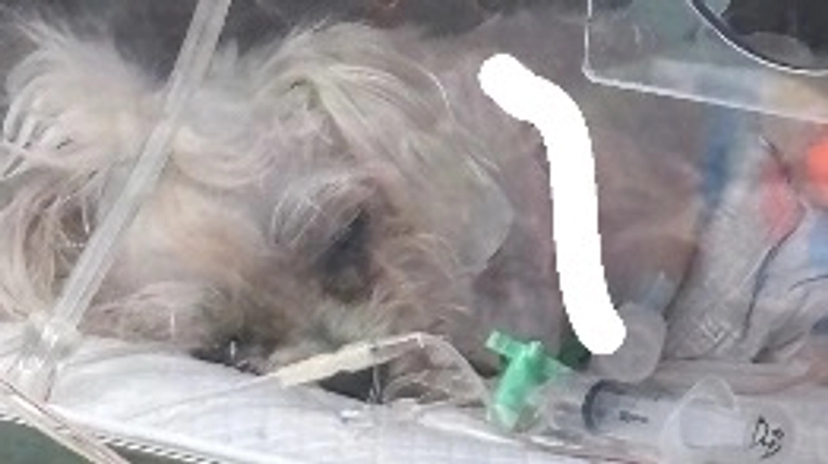 🚨人工呼吸器と現在の状況🚨