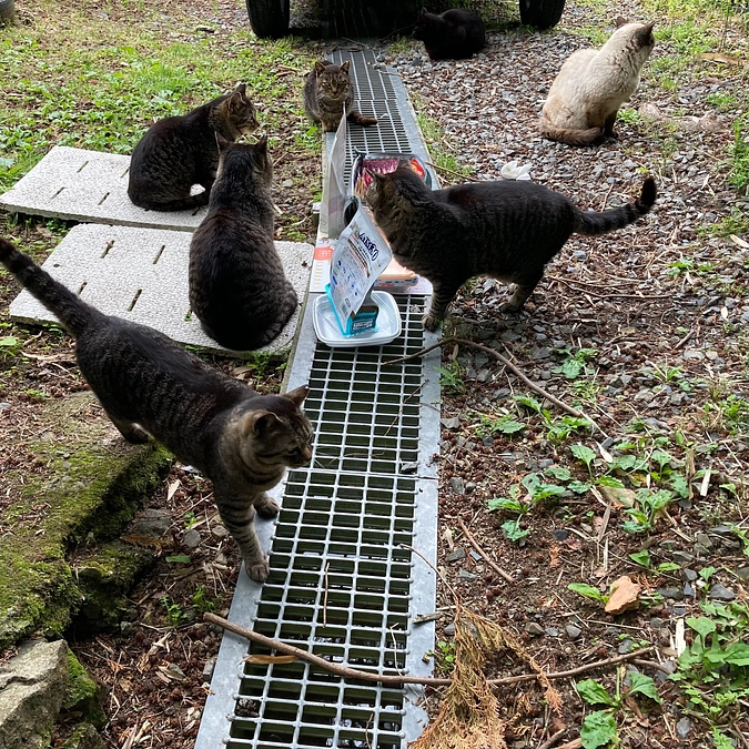 丹波市多頭崩壊現場の猫たち
