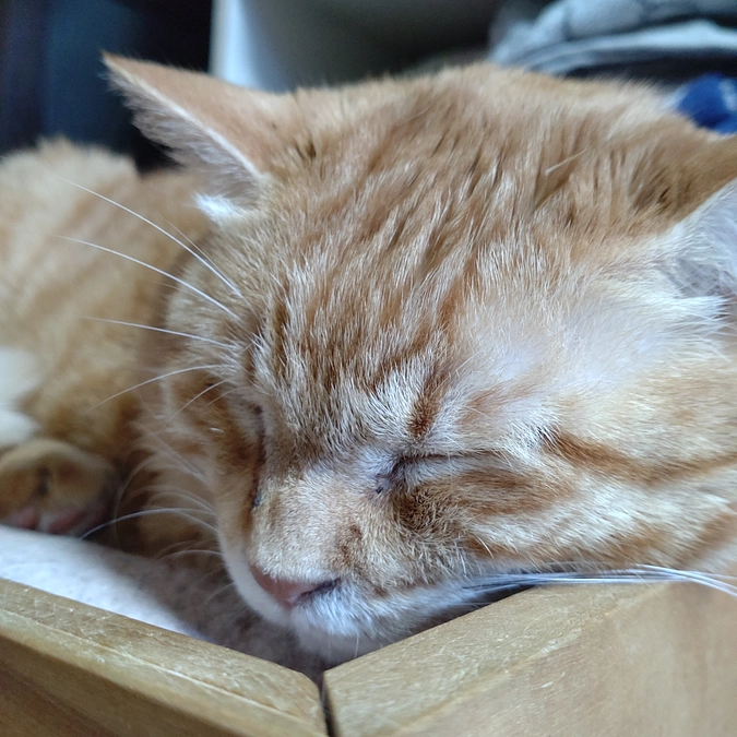 たまらニャイ😍