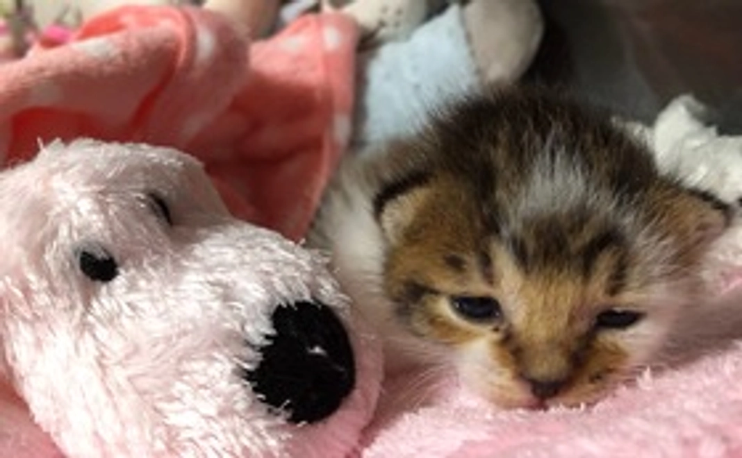 全力応援コース・ちまちま