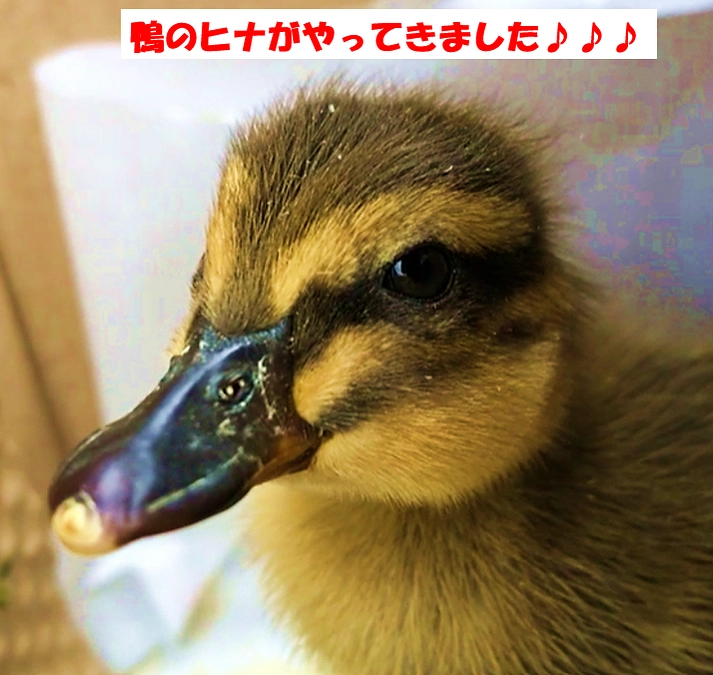 【可愛い】鴨のヒナがやってきました！