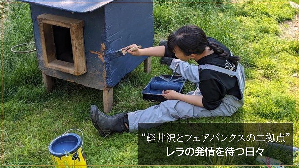 “軽井沢とフェアバンクスの二拠点” レラの発情を待つ日々