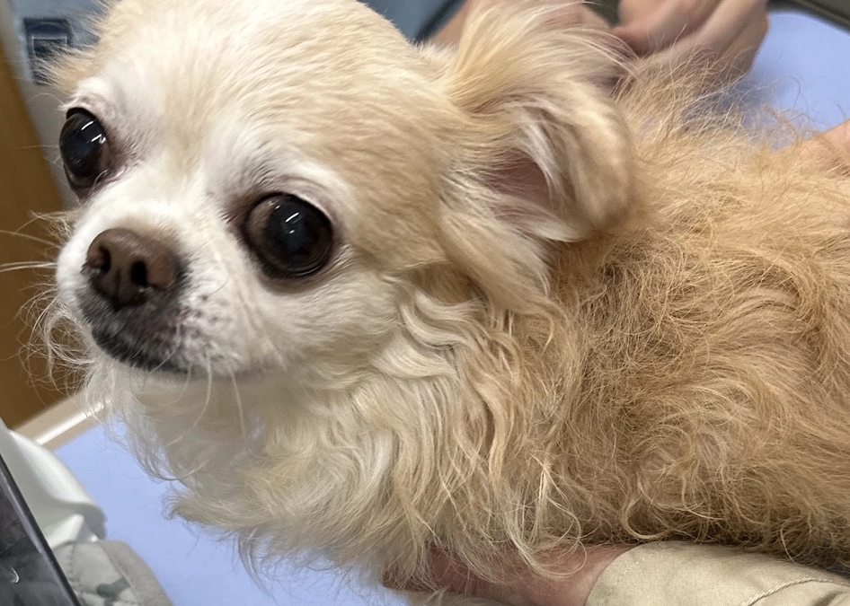 初期の肺水腫でした💦