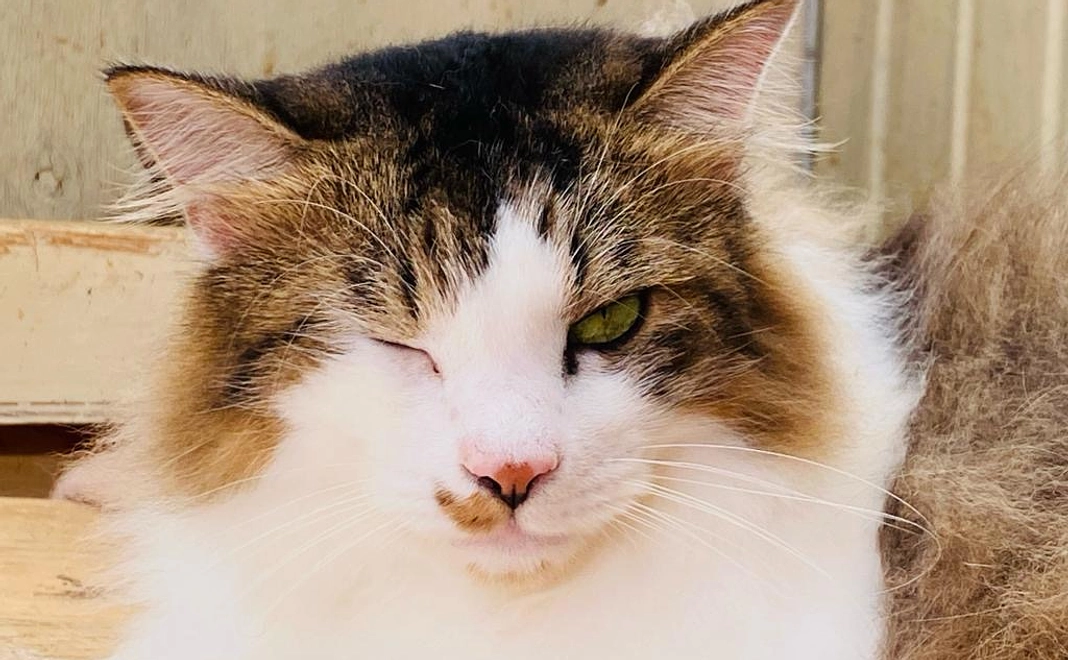 シャディ保護猫ハウスを全力で応援!10000円