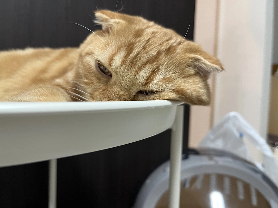 挑戦期間　残り2日！！！