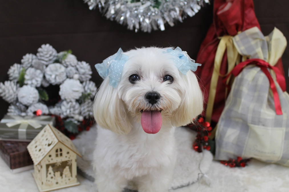 フィラリア治療中のコフレちゃん