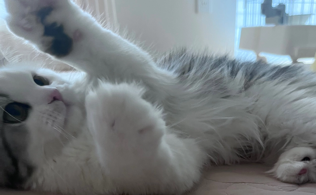 ５　ぽちゃのために　リターン不要