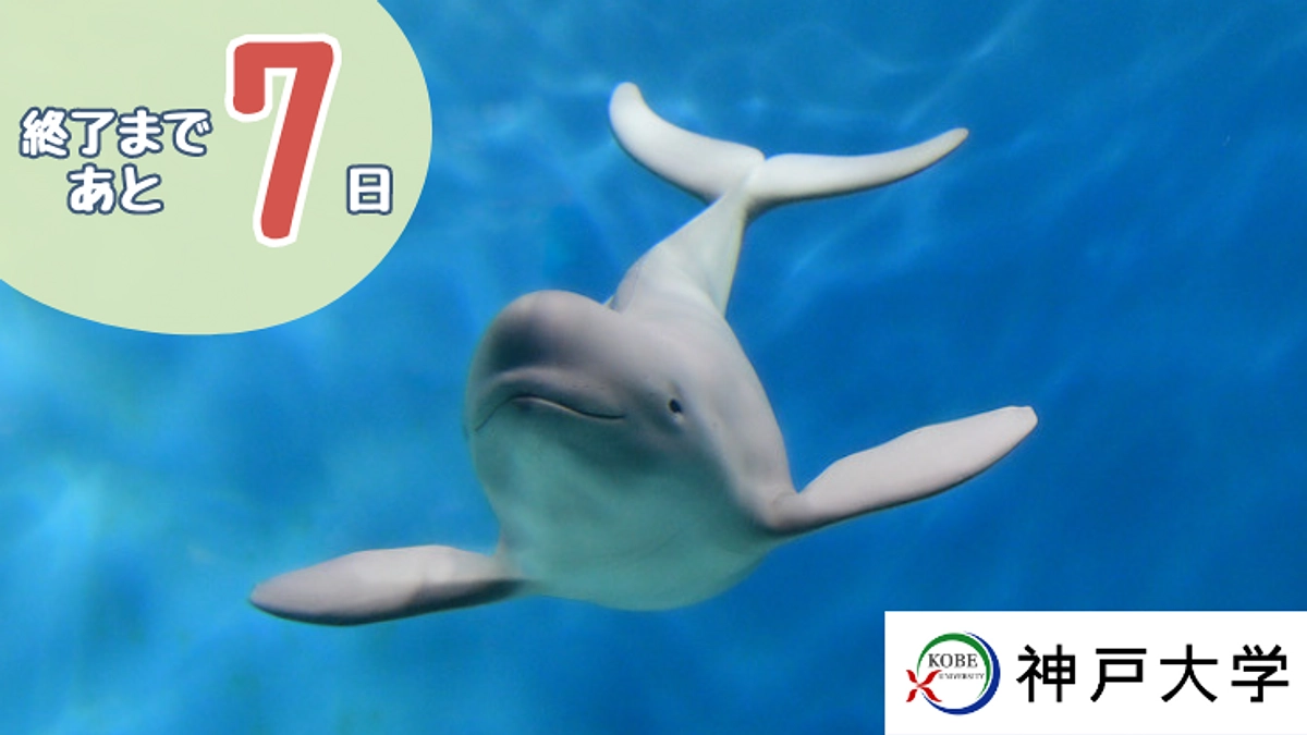 スナメリは何を食べる？