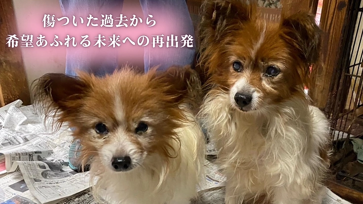 保護犬たちの命を救い、幸せへと繋ぐトリミング室併設の施設を作りたい