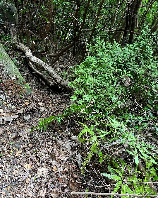 4/7（日）踏査＆路網整備〜助っ人2人〜