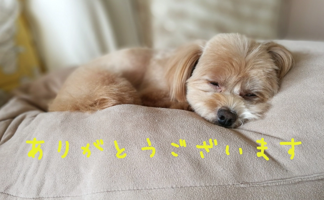 ぷらむへのご支援ありがとうございます①