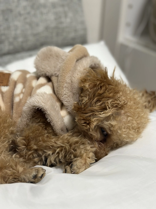 お腹を壊しています。