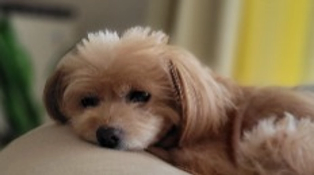 いよいよ本日23時締切となりました。