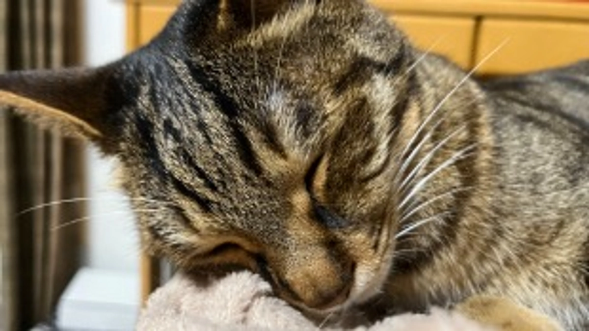 【今日のなっちゃん】6月11日