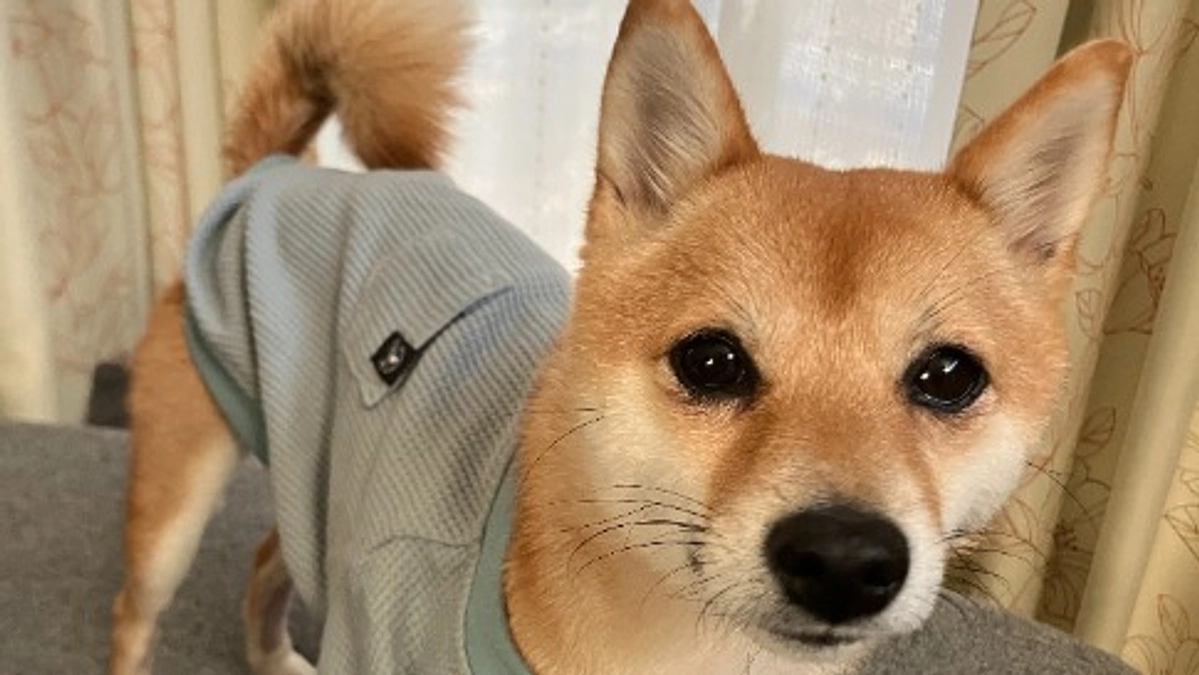 「みかん」無事、抜糸がおわりました！なんですが・・