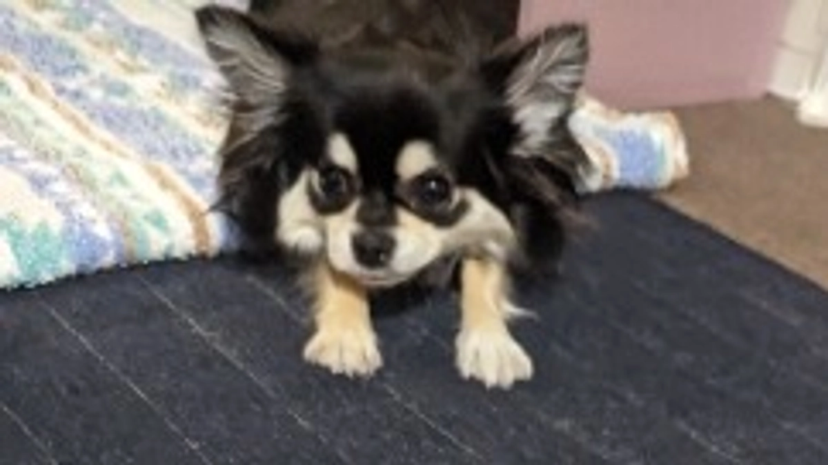 お散歩に行きたいです