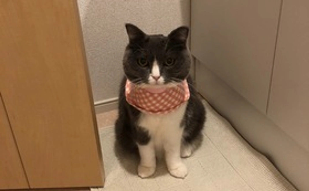 ルナちゃんファイトコース