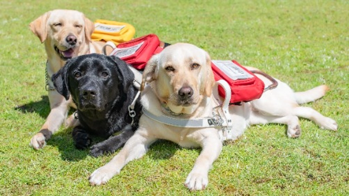 盲導犬ユーザーさんからの応援コメント