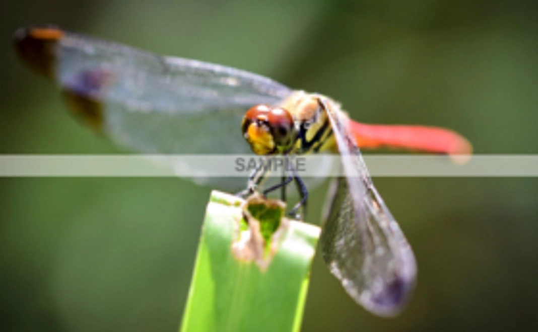 ギフト#1  お礼のメール(写真データ3種付)