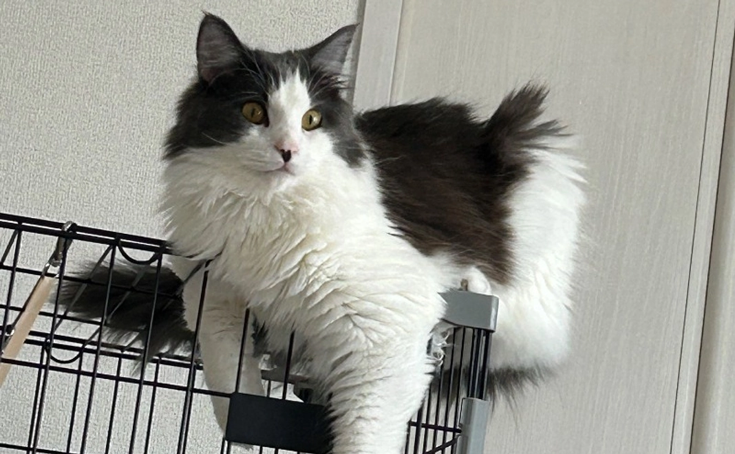 感謝のメールとCOOの画像1枚