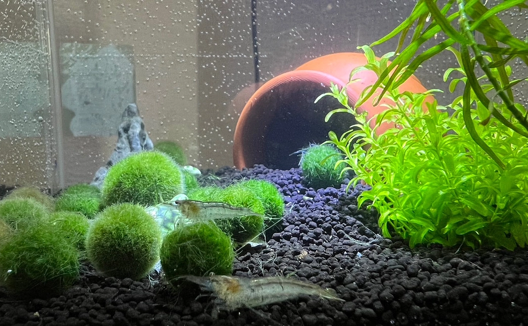 【重要】まりもの里親を増やしたい