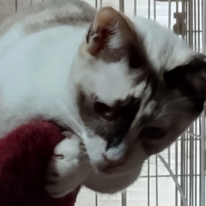 FIP治療からサラちゃん寛解