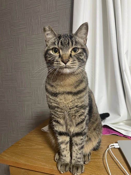 最後の活動報告