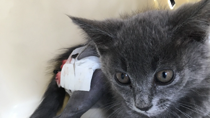 大腿骨骨折の保護猫を助けたいのでご協力お願いいたします！